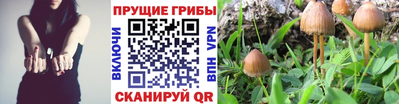Псилоцибиновые грибы мицелий  Луга 
